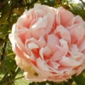 Closeup of a rose.